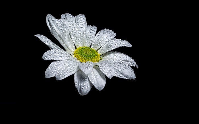 White camomile flower with water drops