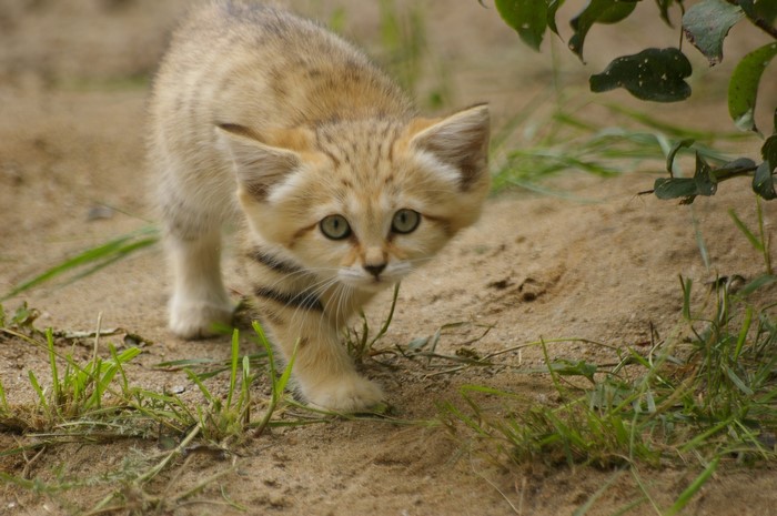 Sand cat kitten walking on sand with grass