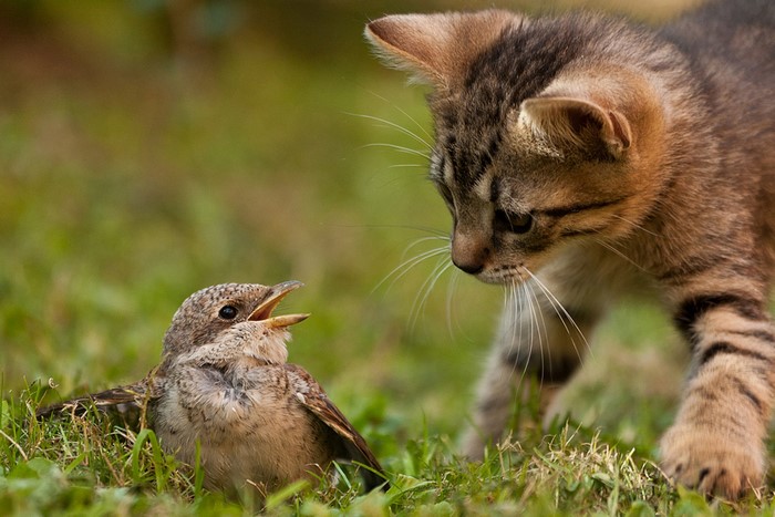 Kitten stalking a small bird in the grass
