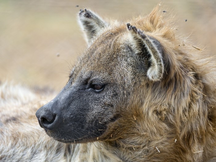 Close-up of a hyena's head