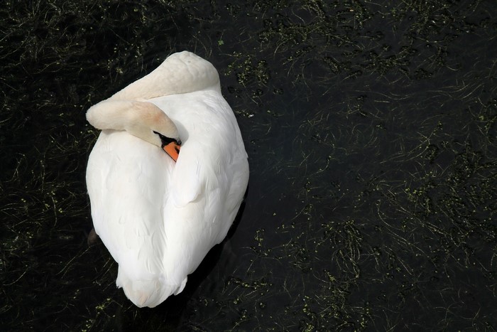 White swan sleeping on dark water