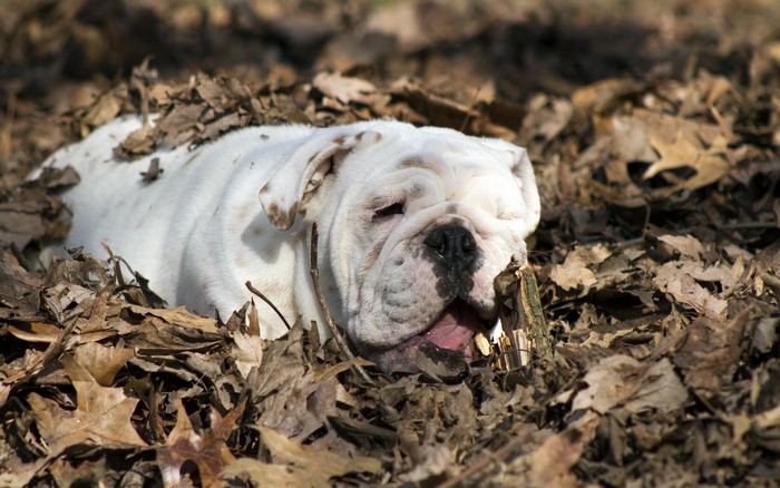 White bulldog lying in fallen leaves