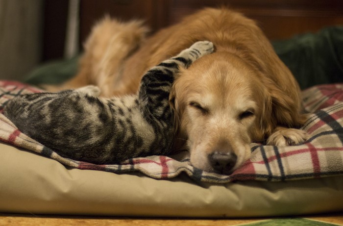 Golden Retriever and Kitten Sleeping Together