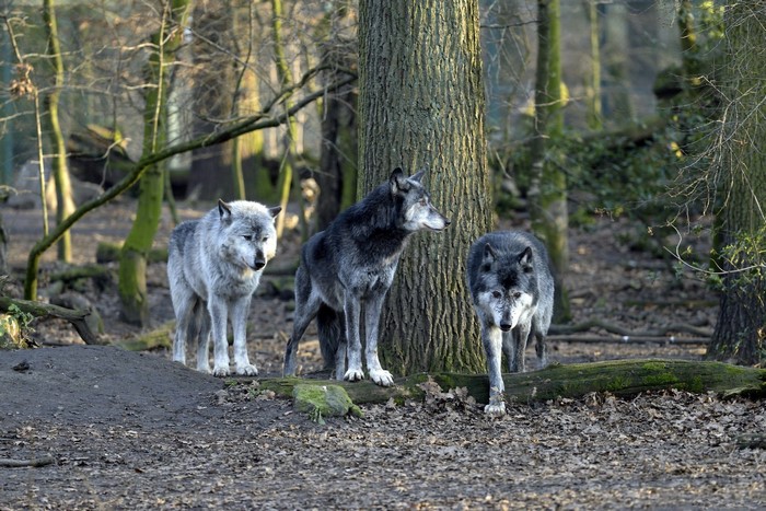 Three wolves in a forest