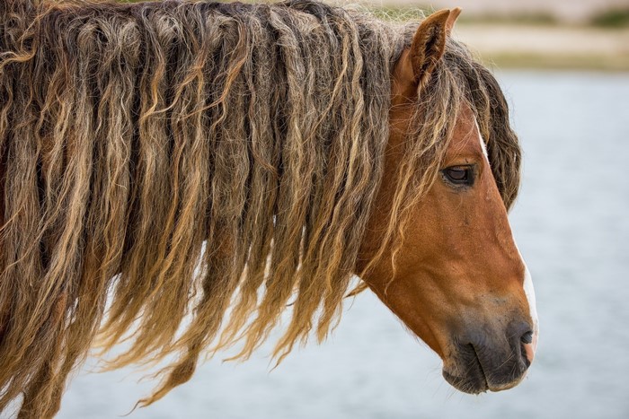 Close-up of a horse's head and mane