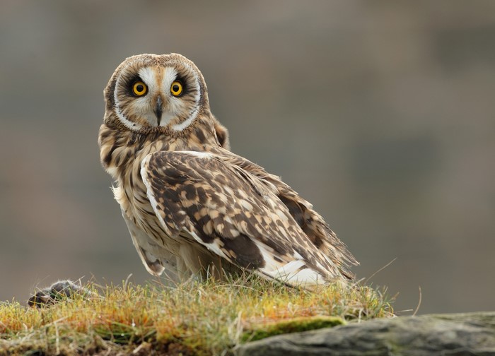 Short-eared owl perched on grassy ground