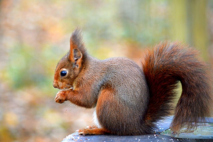 Red squirrel eating on a surface