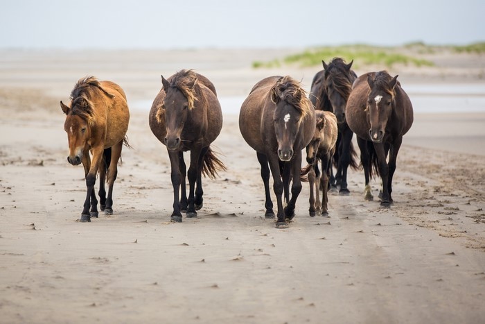 A herd of horses walks along a sandy beach.
