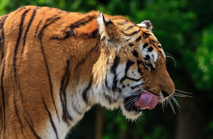 Tiger licking its nose with green foliage background