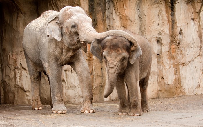 Two elephants interacting in front of a rock wall