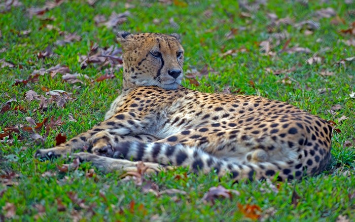 Cheetah resting on grass with fallen leaves