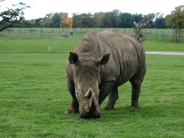 A rhinoceros grazes in a grassy field