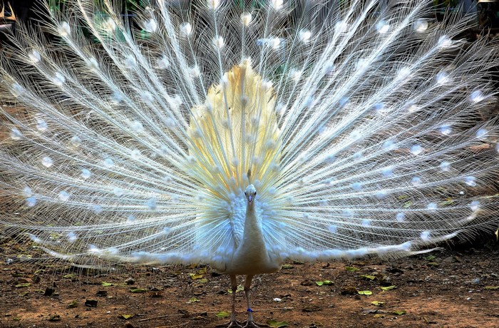 White peacock displaying its fanned tail feathers