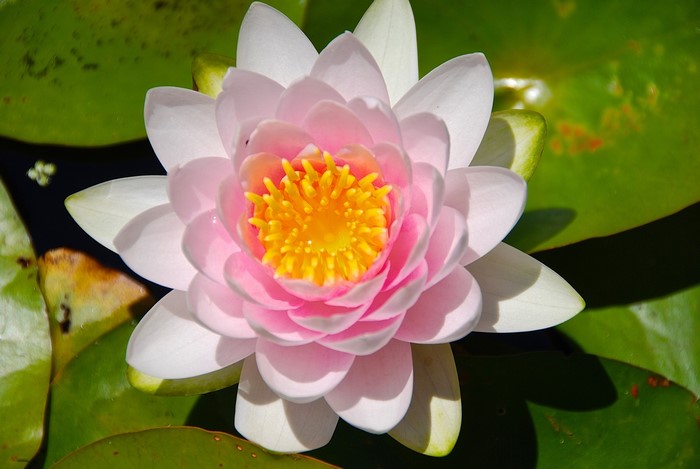 Close-up of a pink and white water lily flower