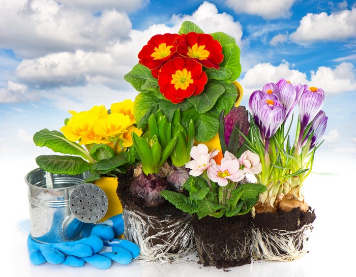 Crocuses and Primula flowers with gardening tools