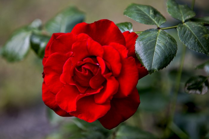 Red Rose with Green Leaves