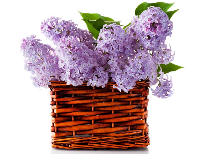 4K Lilac Flowers in Wicker Basket