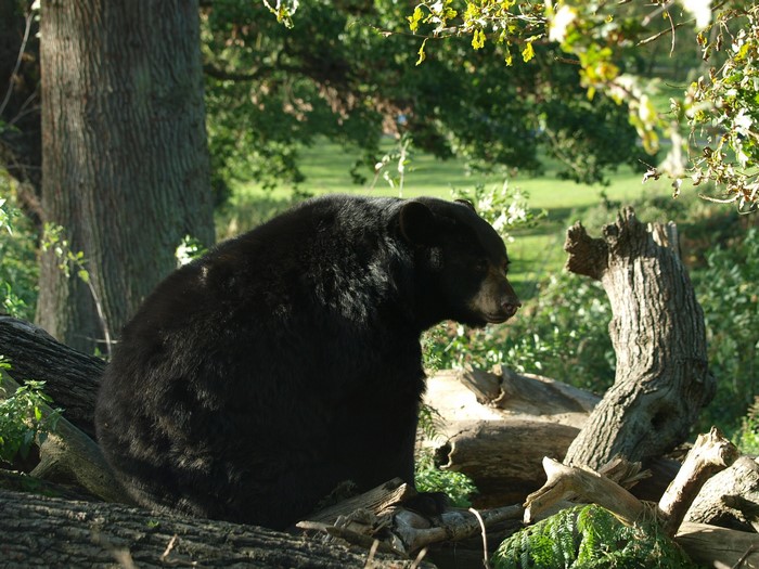 Black bear sitting on logs in a forest