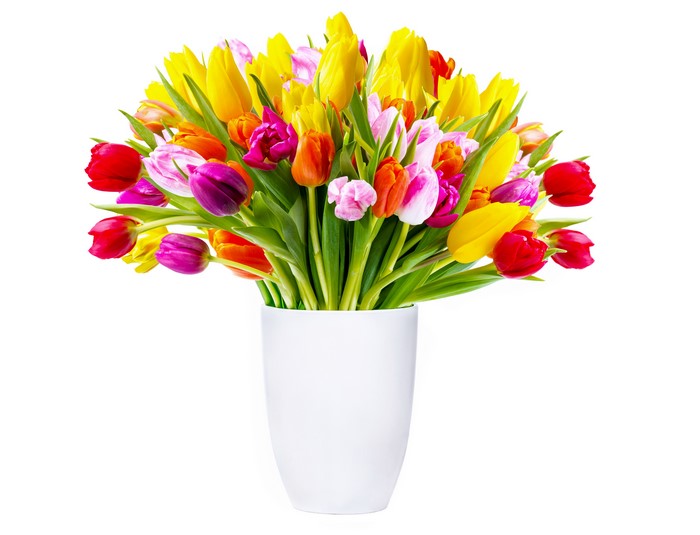 Colorful Tulips in White Vase 4K