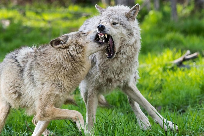 Two wolves fighting in green grass