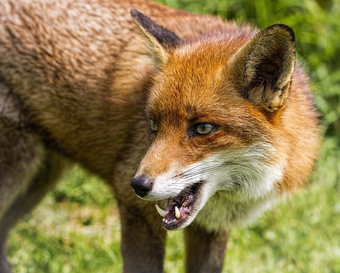 Close-up of a red fox with mouth open