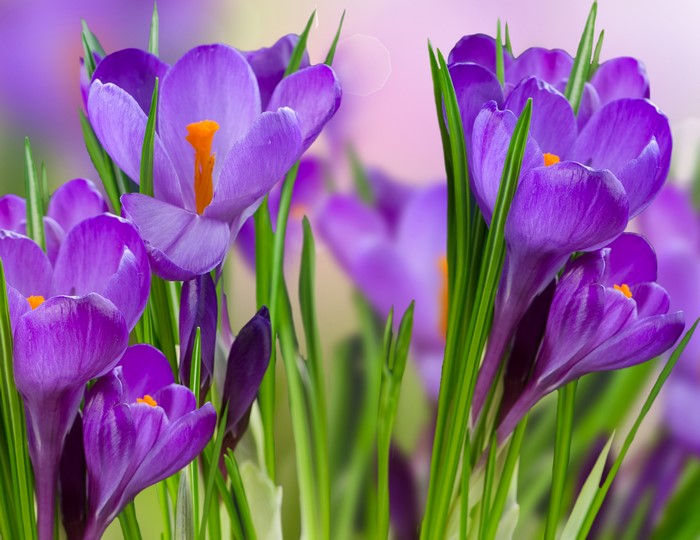 Purple Crocuses in Close-up