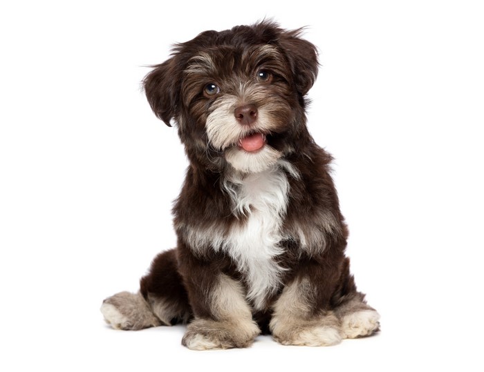 Chocolate Havanese Puppy Dog