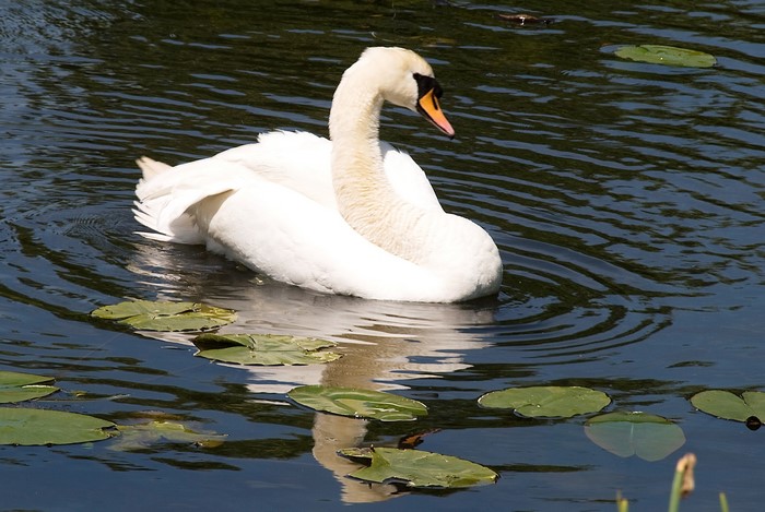A white swan swims in dark water with lily pads