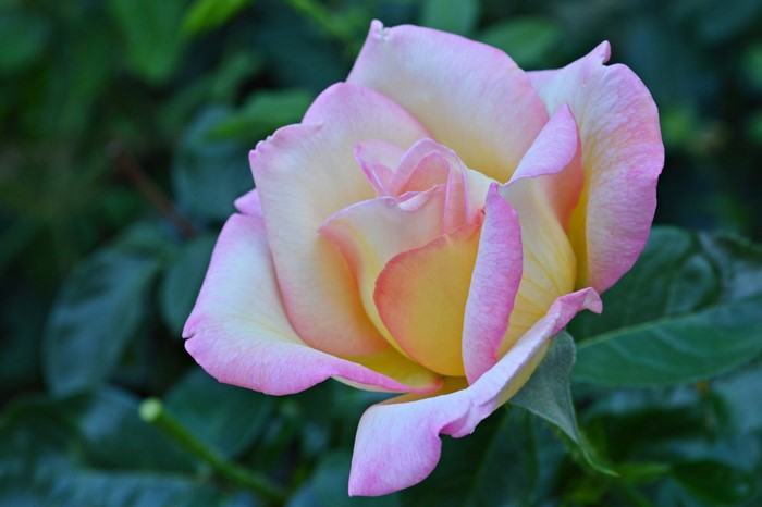 Close-up of a bi-colored rose with pink and yellow petals