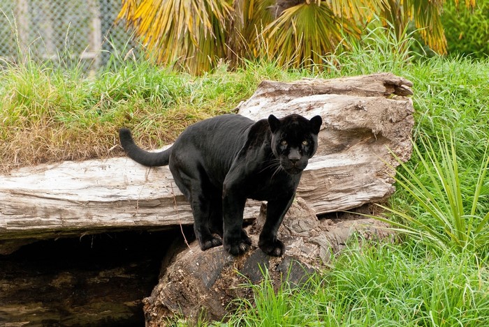 Black Panther on a log in a grassy enclosure