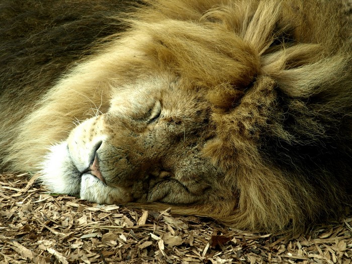 Lion sleeping on the ground