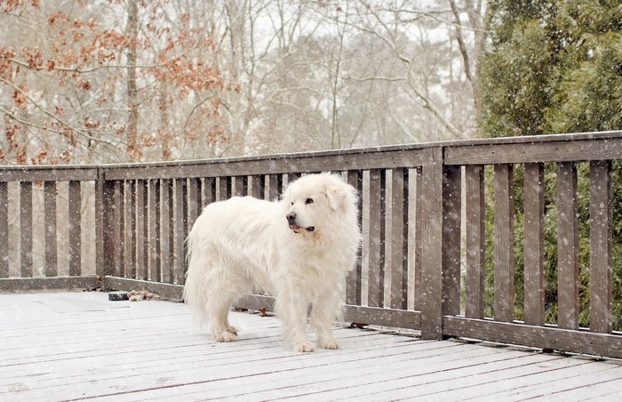 Great Pyrenees dog standing on a snow-covered deck