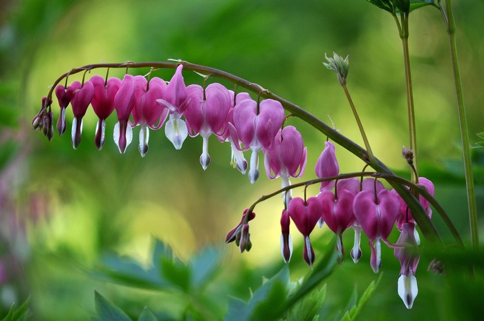 Bleeding heart flowers on a branch