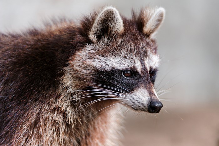 Close-up of a raccoon's face with whiskers