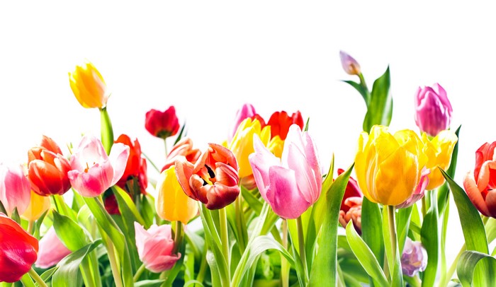 Many Tulips in Various Colors