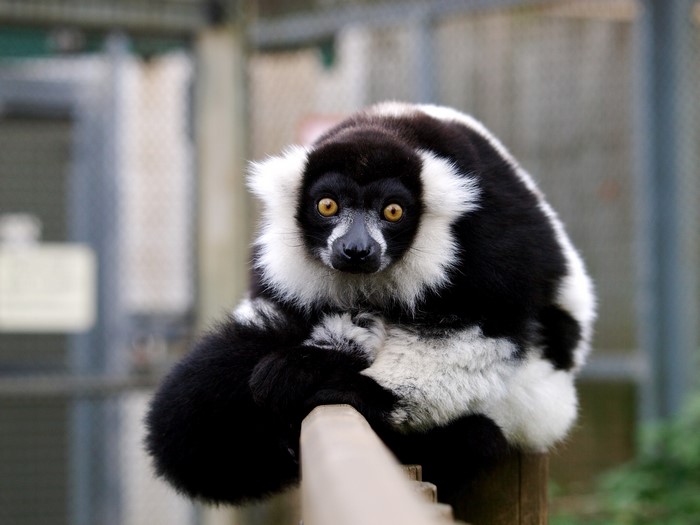 Black and white ruffed lemur sitting on a wooden post