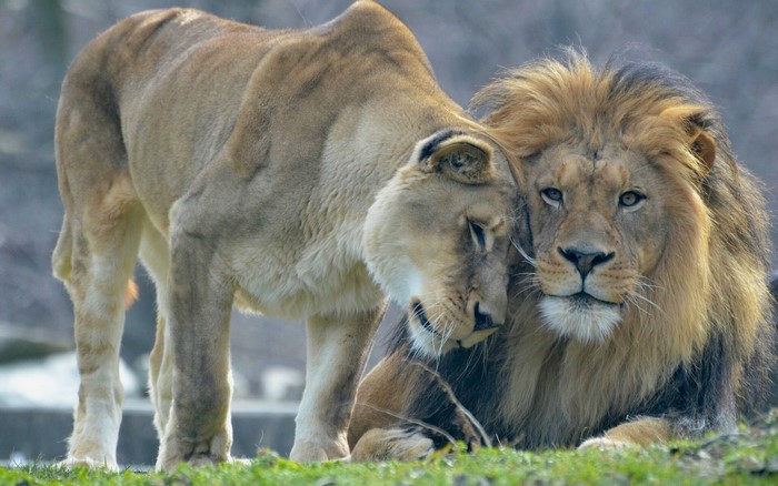 A male and female lion in close proximity