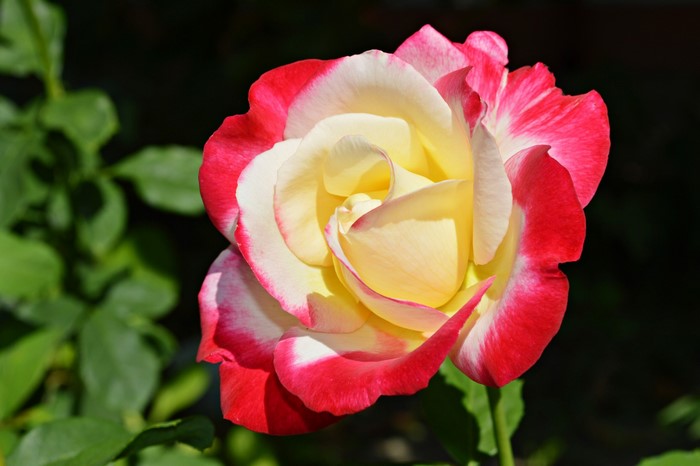 Close-up of a bicolor rose with red and yellow petals