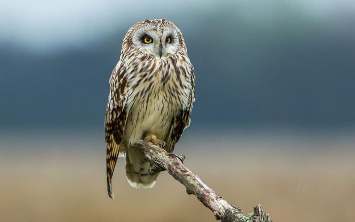 Short-eared owl perched on a branch