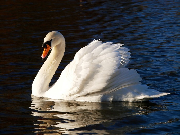 A white swan swims in dark blue water