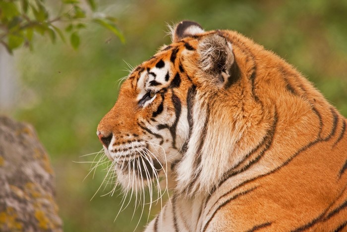 Close-up profile of a tiger's head
