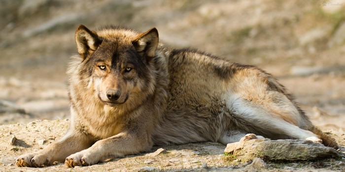 4K Wolves
