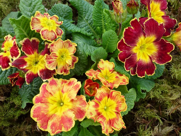 Close-up of colorful primrose flowers