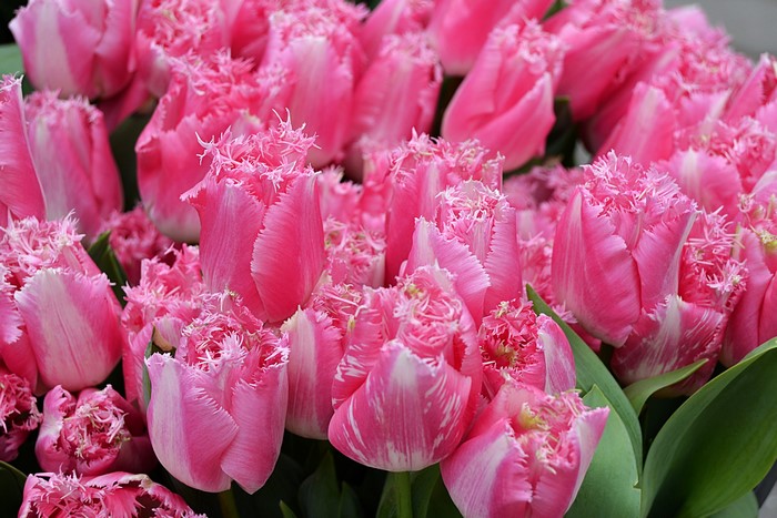 Pink fringed tulips