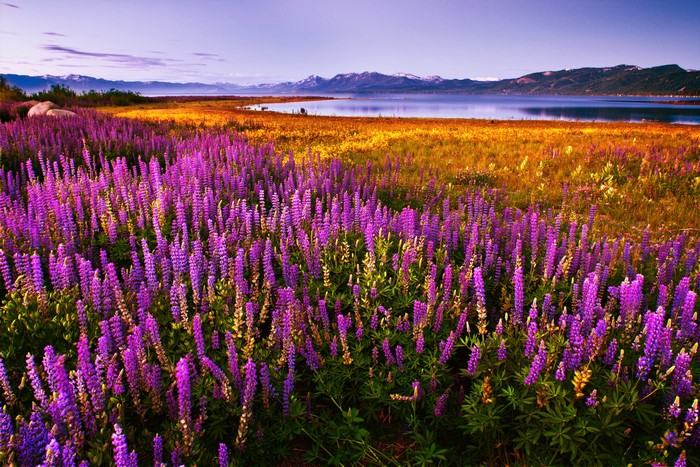 Field of purple lupine flowers by a lake and mountains