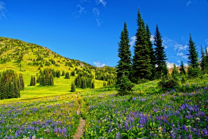 Mountain meadow with lupines and spruce trees