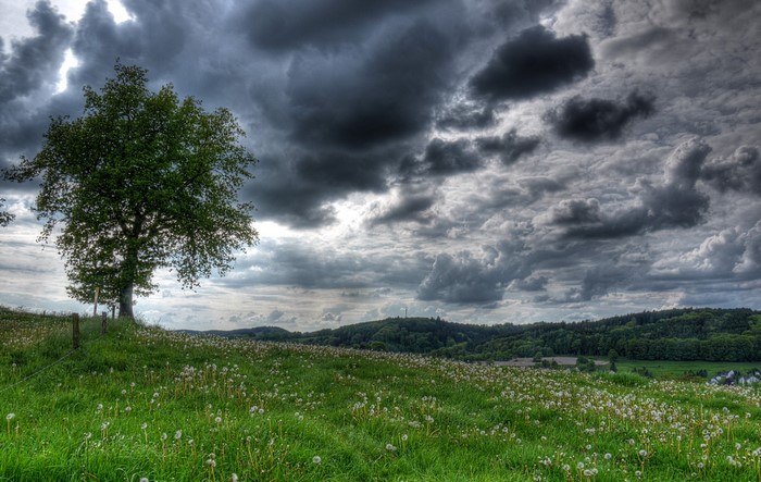 Tree on a grassy hill under stormy clouds in Germany