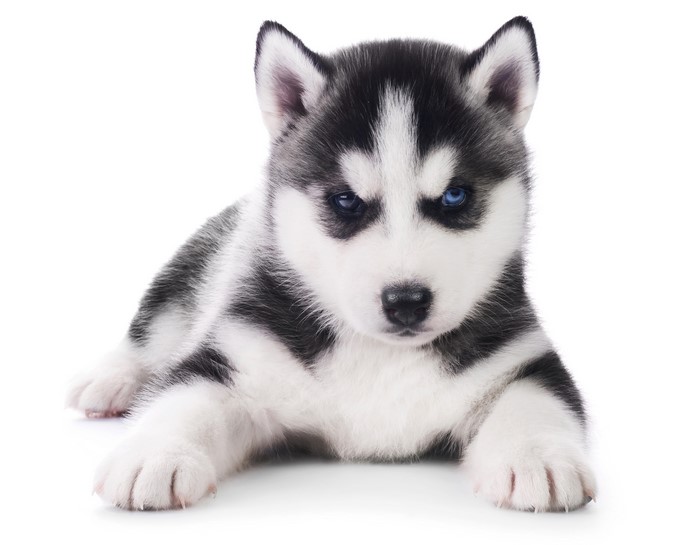 4K Adorable Husky Puppy with Blue Eye