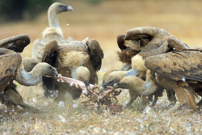Gyps Fulvus Vultures Feeding on a Carcass