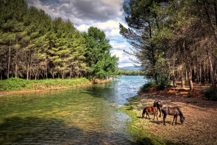 Horses grazing by a river in a forest